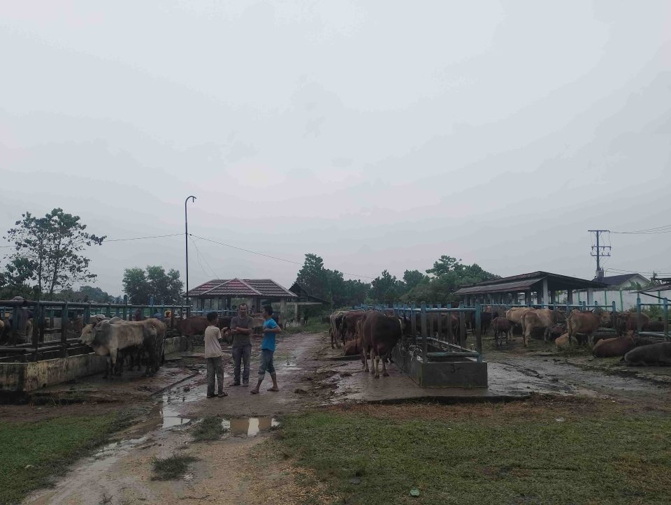Hari Raya Qurban Sebentar Lagi, Pasar Ternak Batanghari Rekomendasi Daging Sapi