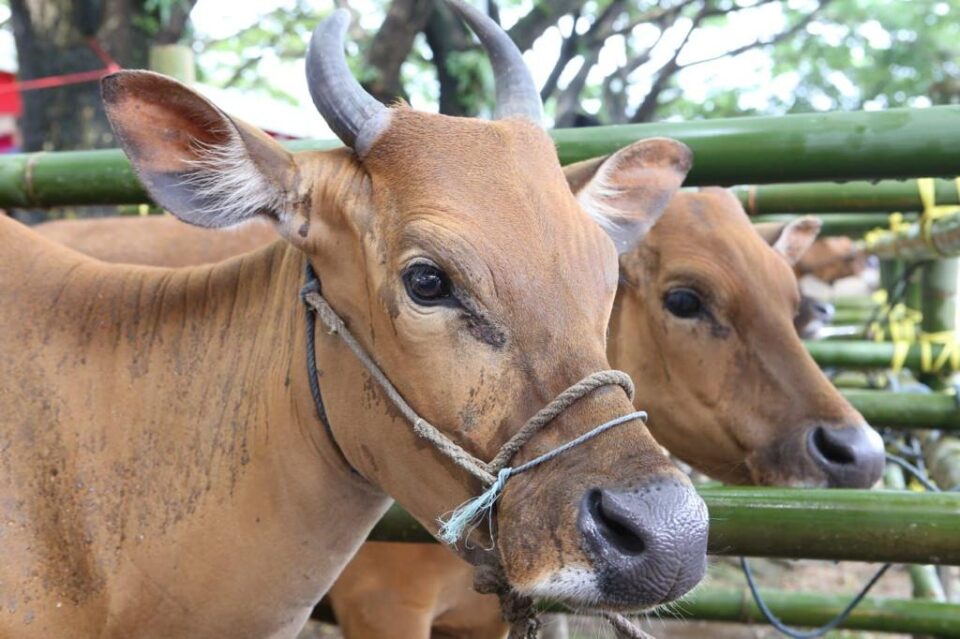 Begini Hukumnya Panitia Kurban Mendapat Dua Jatah Daging