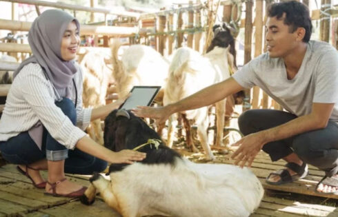 Apakah Orang Kaya Boleh Menerima Daging Kurban Wajib? Ini Jawabannya