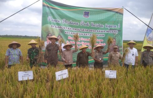Rawa Medang Rayakan Panen Perdana Padi: Bupati Tanjung Jabung Barat Galang Semangat Ketahanan Pangan