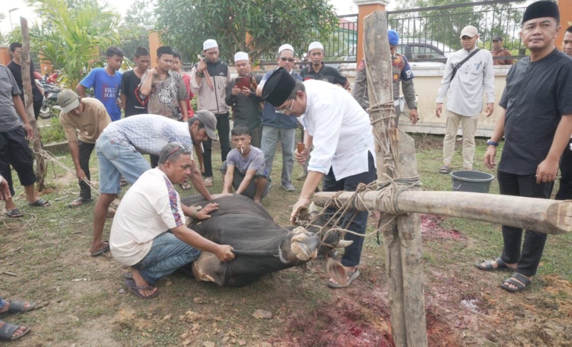 Bupati Anwar Sadat saat menyembelih sapi kurban