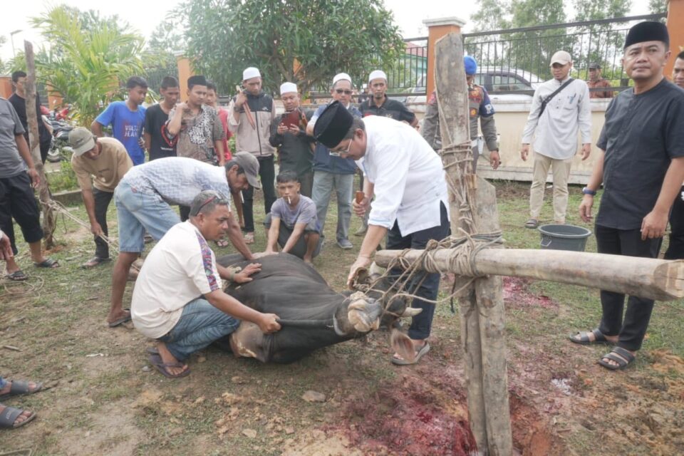 Idul Adha 2025 di Tanjab Barat: 59 Sapi dan 5 Kambing Disembelih Serentak, Wujud Kepedulian dan Penguatan Ekonomi Rakyat