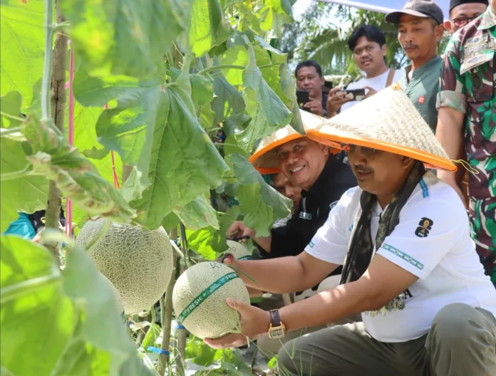 Panen Raya Melon di Kuala Dasal, Bupati Anwar Sadat Dorong Desa Jadi Sentra Hortikultura Unggulan